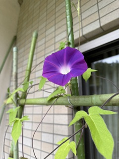 日々の暮らし