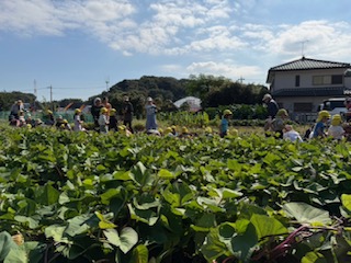 秋の園児の芋ほり体験！土の中から宝物を見つけた一日